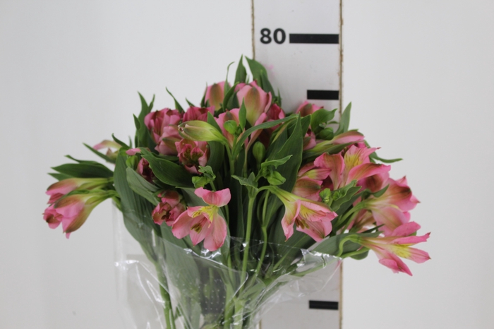 <h4>ALSTROEMERIA LIVORNO 080 CM</h4>
