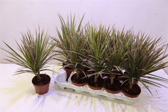 <h4>Dra Marg Bicolor</h4>