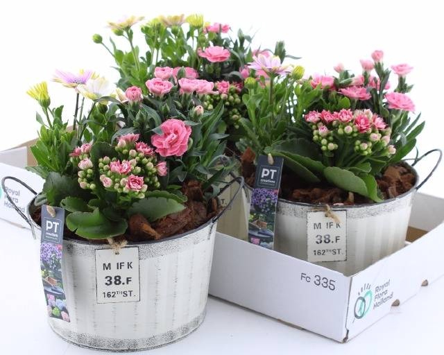 <h4>ARR TUINPLANTEN</h4>