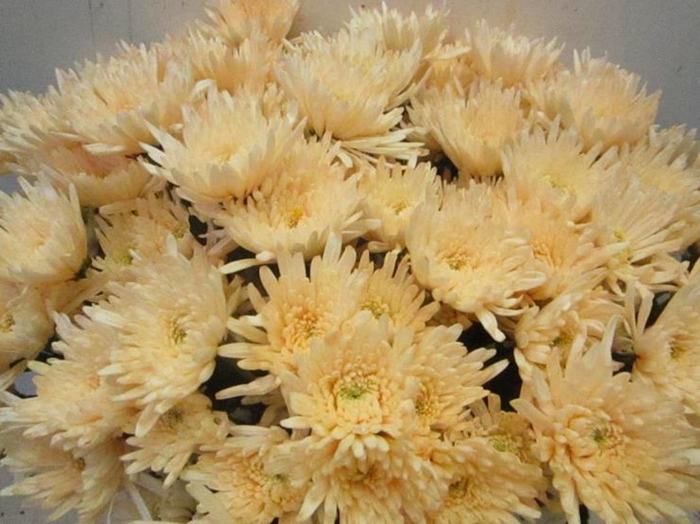 <h4>Chr T Topspin Sweet Zalm Tros</h4>