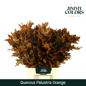 Quercus Palustris L50 Klbh. Oranje