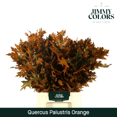 <h4>Quercus Palustris L50 Klbh. Oranje</h4>