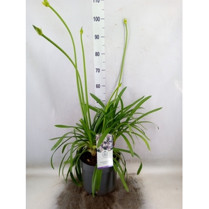 Agapanthus FU 'Poppin Purple'