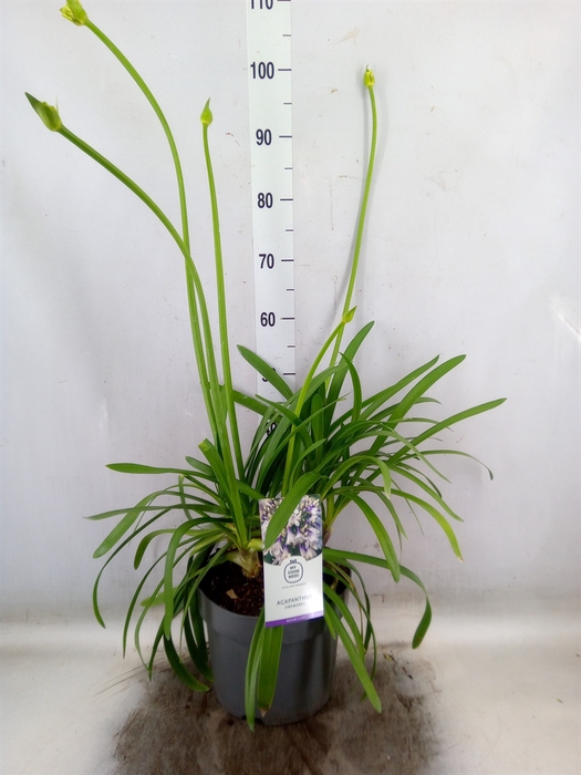 <h4>Agapanthus FU 'Poppin Purple'</h4>