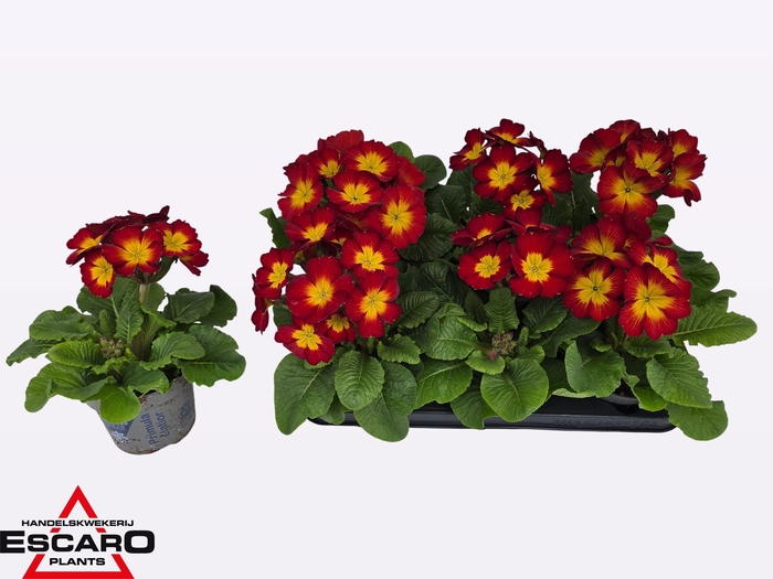 <h4>PRIM ELATIOR</h4>