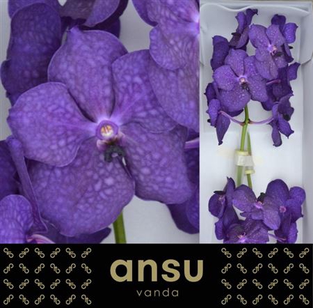 Vanda Tayan M D Blue