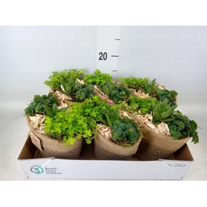 Arr.   Kamerplant Groen L%