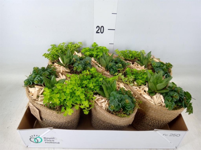 <h4>Arr.   Kamerplant Groen L%</h4>