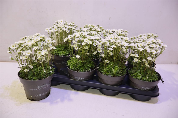 <h4>Saxif Ar Tour White</h4>