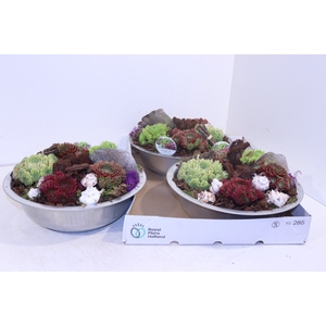 ARR SEMPERVIVUM