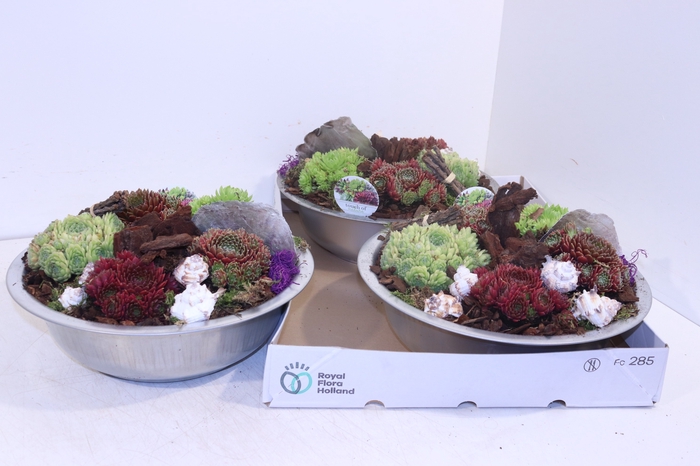 <h4>ARR SEMPERVIVUM</h4>