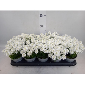 Iberis semp. 'Fischbeck'