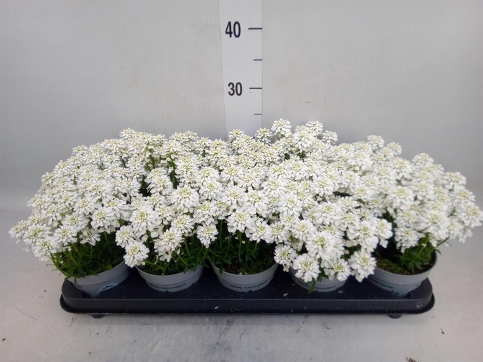 <h4>Iberis semp. 'Fischbeck'</h4>