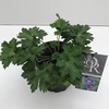 Geranium Rozanne