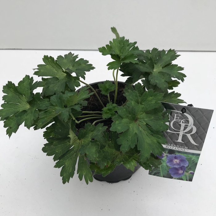 Geranium Rozanne