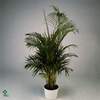 Chrysalidocarpus lutescens overig