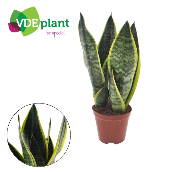 <h4>Sansevieria Futura Superba</h4>