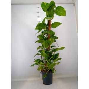 Epipremnum pinn.   ...moss stick