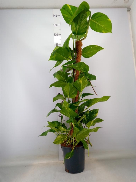 <h4>Epipremnum pinn.   ...moss stick</h4>