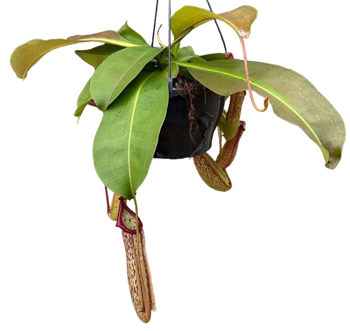 <h4>Nepenthes Miranda</h4>