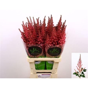 Astil C Vi Pink 75cm