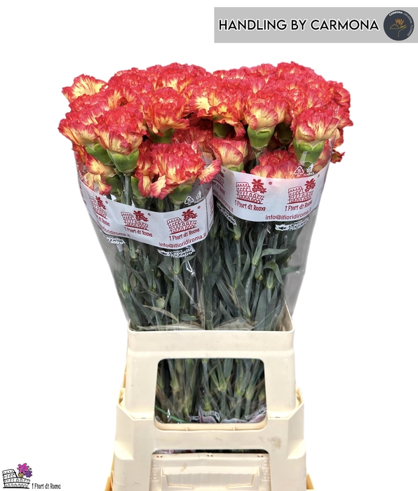 <h4>DI ST ZENIT</h4>