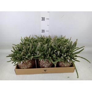 Rhipsalis   ...mix
