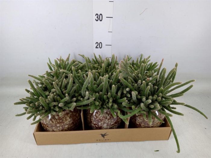 <h4>Rhipsalis   ...mix</h4>