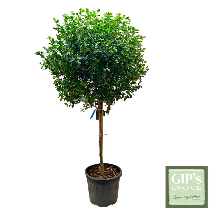 <h4>Viburnum tinus 'Eve Price' 1/2 Stem (080-090 Head) Clt35</h4>