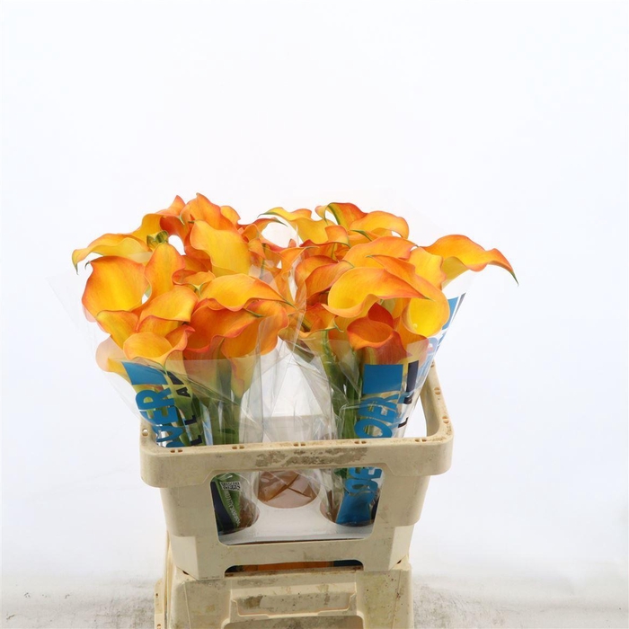 Calla Capt Serengeti
