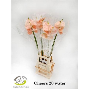 Anthurium Cheers