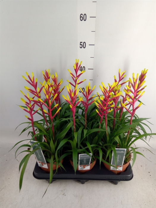 <h4>Guzmania  'Misty'</h4>