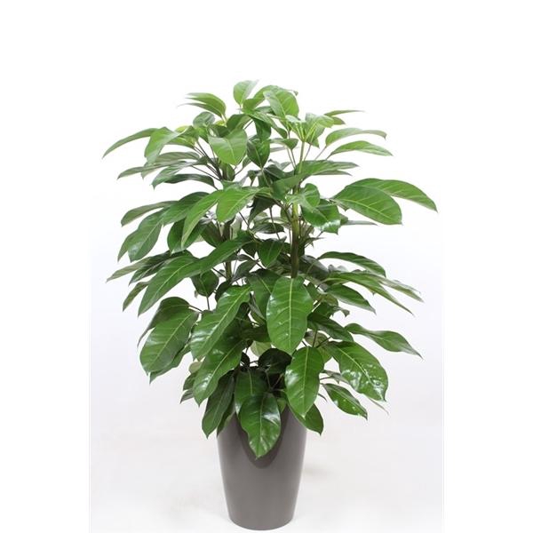 <h4>Schefflera actinophylla 'Amate’ in Santorini "taupe"</h4>