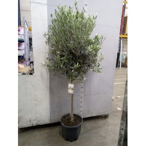Olea europaea