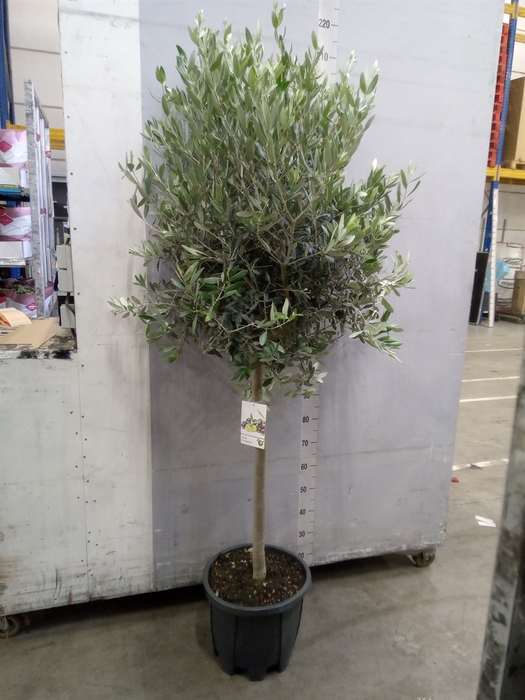<h4>Olea europaea</h4>