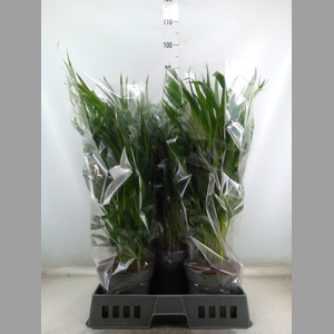 Dypsis lutescens   ...Chrysalidoca
