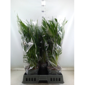 Dypsis lutescens   ...Chrysalidoca