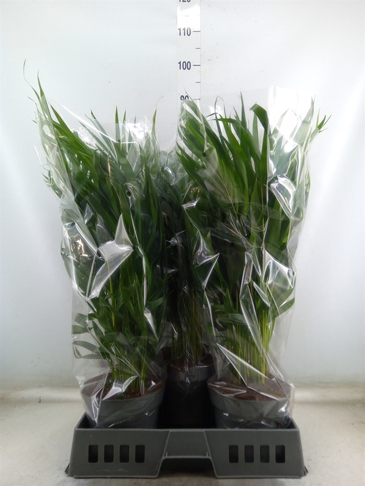 <h4>Dypsis lutescens   ...Chrysalidoca</h4>