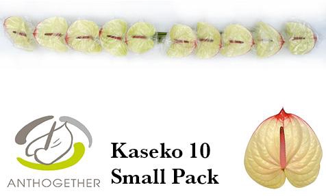 <h4>Anthurium Kaseko</h4>