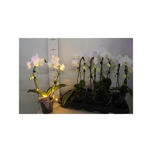 Phal Ov Wit 2 Branches 16+ Ledlight