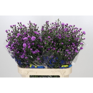 Aster Astee Karmijn