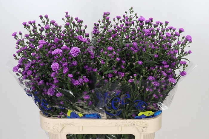 <h4>Aster Astee Karmijn</h4>