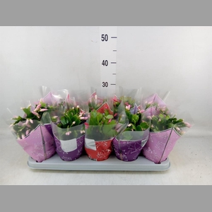 Schlumbergera  'Flame'   ...mix