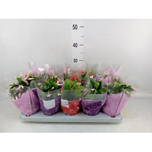 Schlumbergera  'Flame'   ...mix