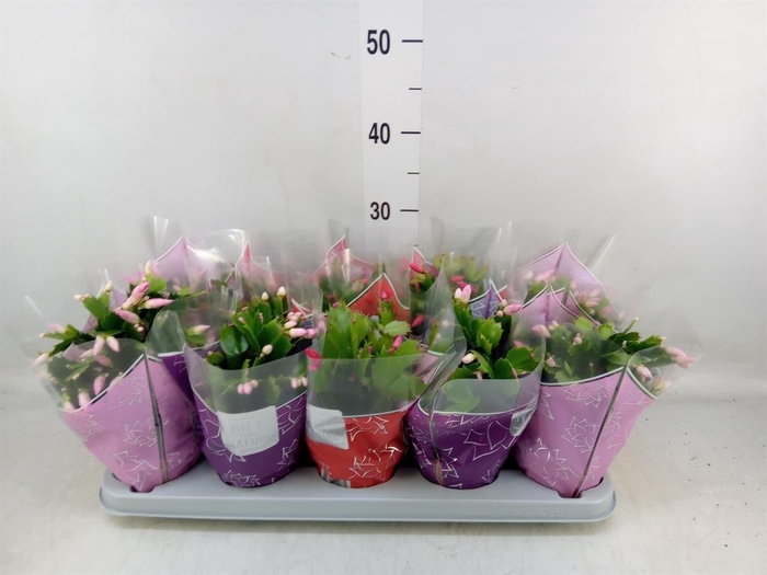 <h4>Schlumbergera  'Flame'   ...mix</h4>