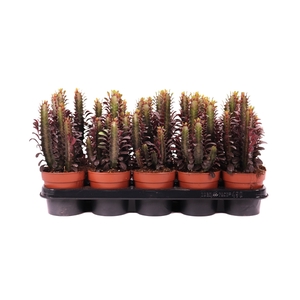 Euphorbia trig rubra 12 cm