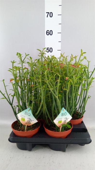 <h4>Euphorbia   ...</h4>