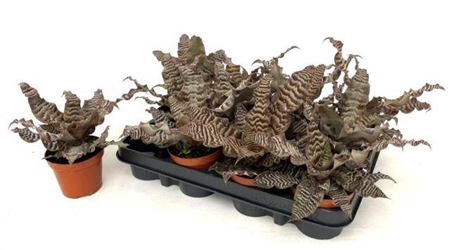 <h4>Cryptanthus zonatus</h4>