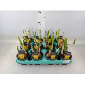 Narcissus (Other Grp) Cornish Chuck