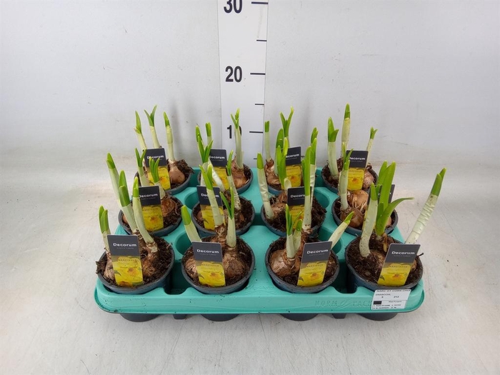 <h4>Narcissus (Other Grp) Cornish Chuck</h4>